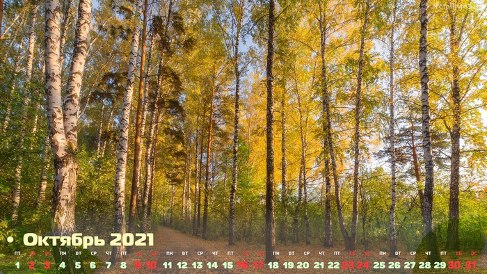 Календарь на октябрь 2021 - Жёлто-зелёная осень в Томском лесу