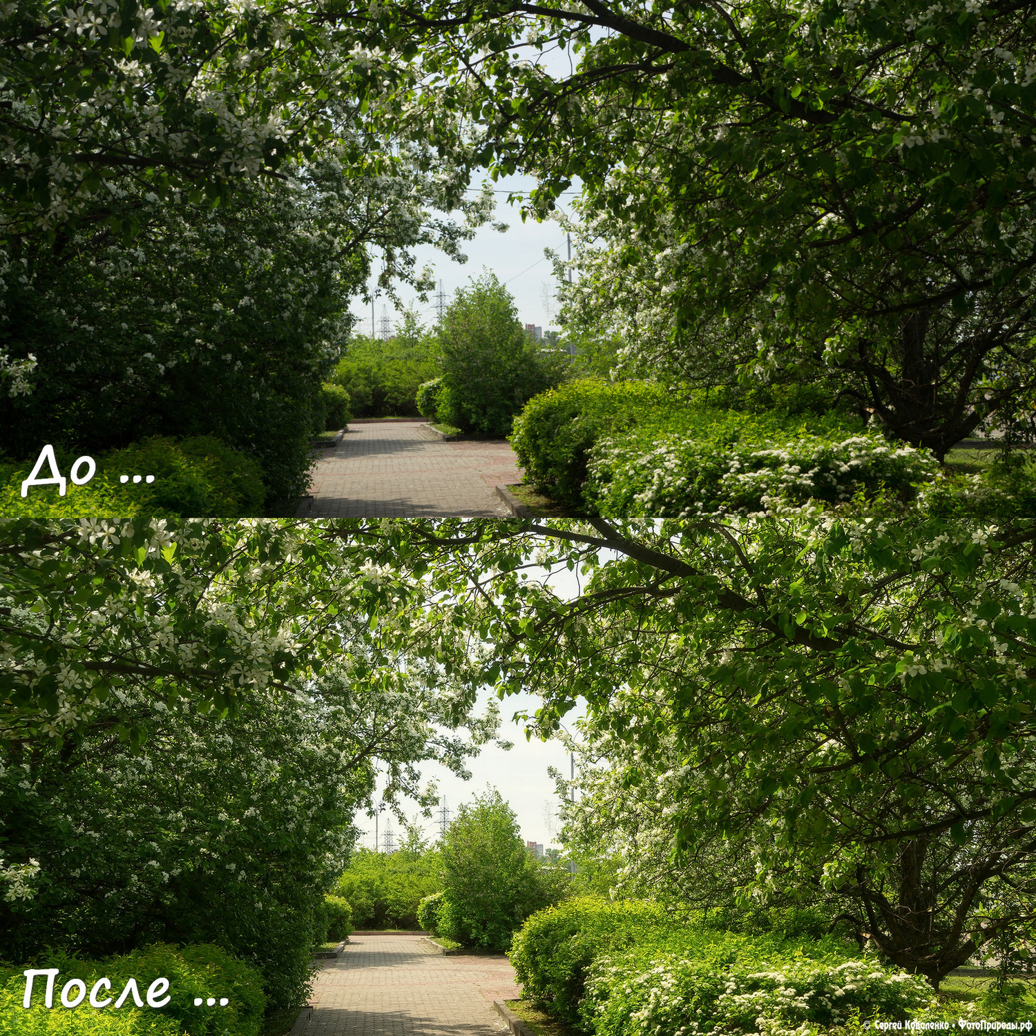 До-После: Весенняя природа - фото №170 — Сравнение | ФотоПрироды.рф