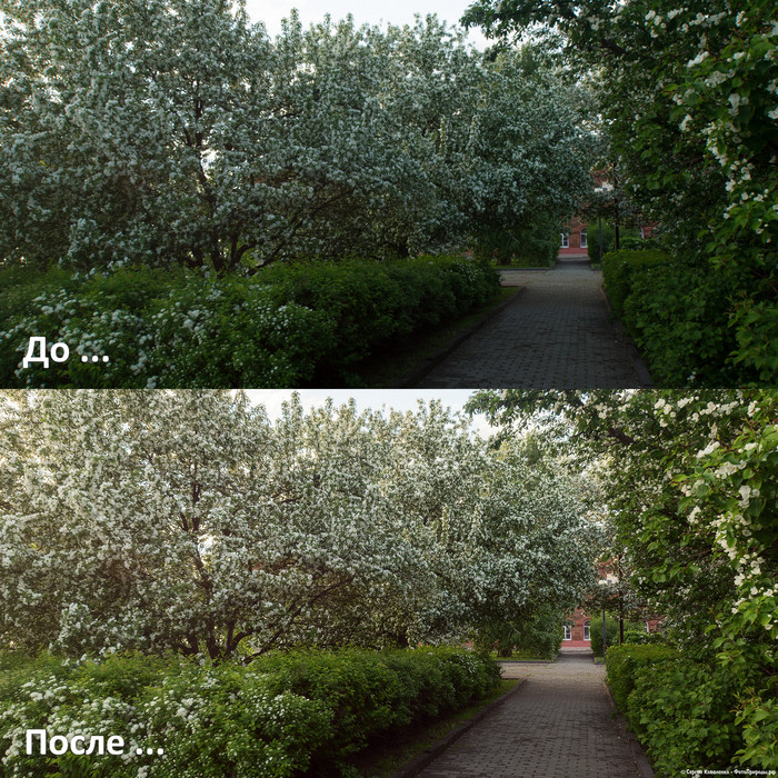До-После: «Цветущие яблони в парке на набережной реки Томи»
