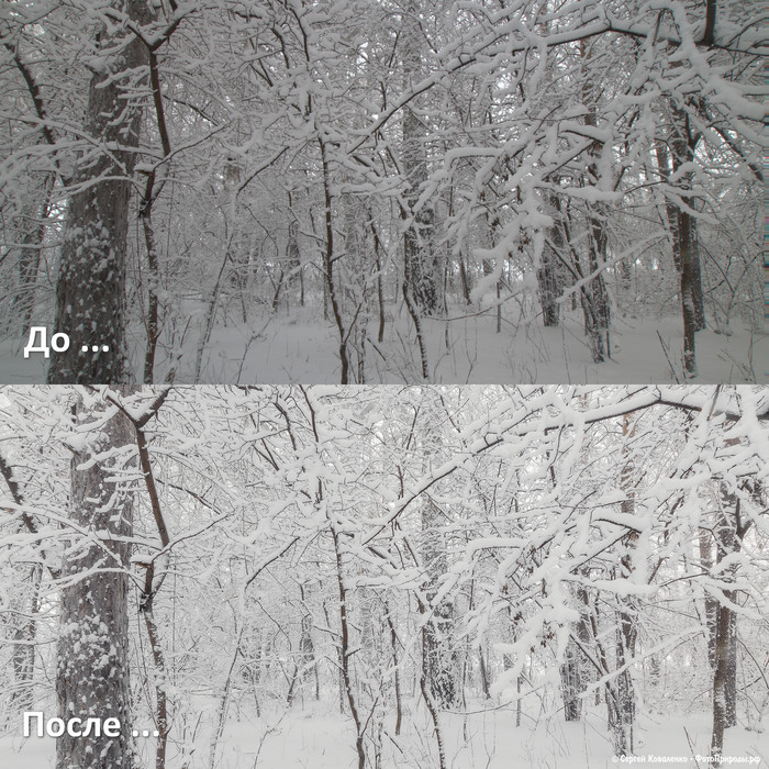 До-После: «Зимняя природа - фото №114»