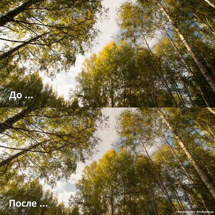 До-После: «Жёлто-зелёные кроны деревьев»