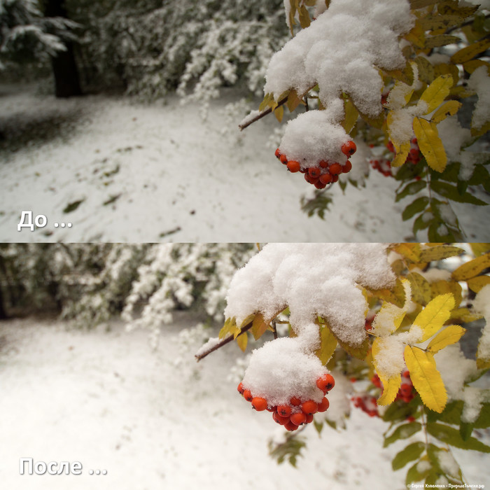 До-После: «Гроздь рябиновых ягод в снегу»