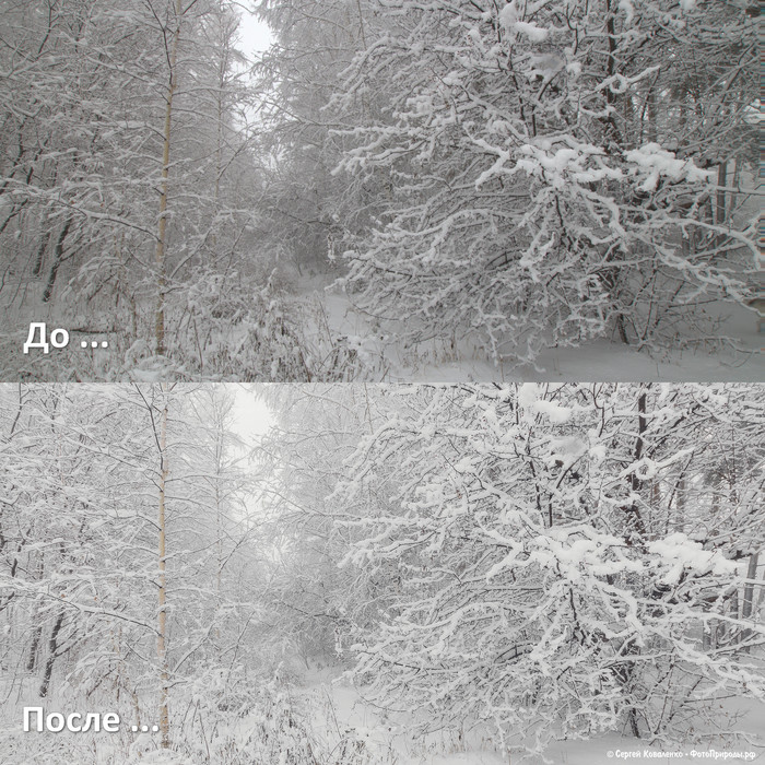 До-После: «Зимняя природа - фото №116»