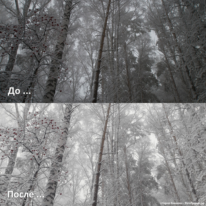 До-После: «Зимняя природа - фото №108»