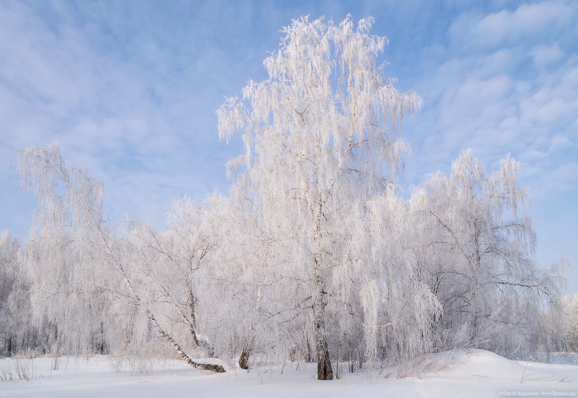 Песня белые деревья белая зима