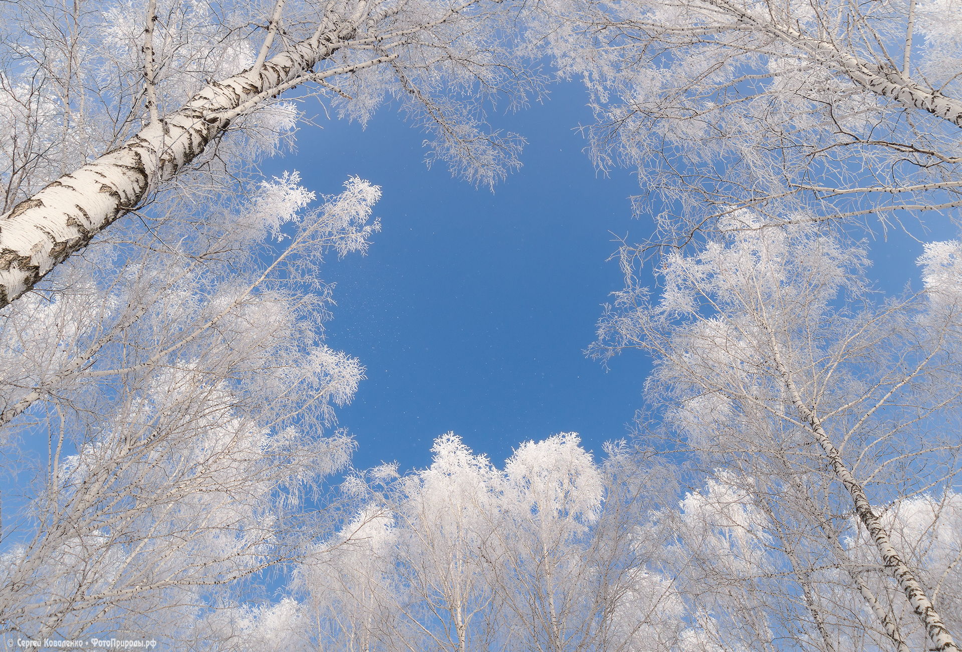 Зимнее небо сквозь деревья