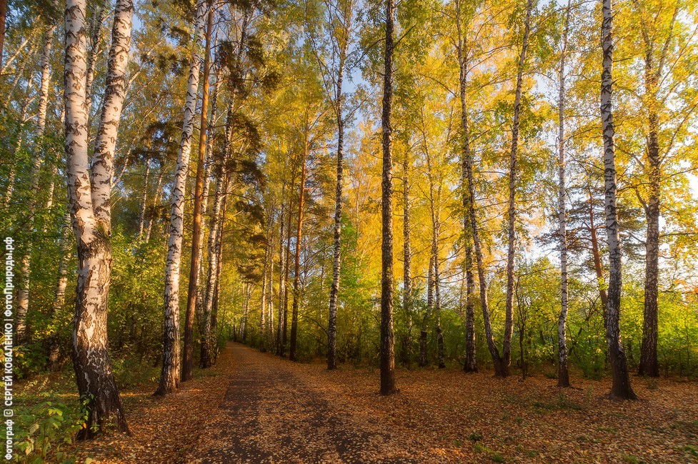 Фотография Жёлто-зелёная осень в томском лесу после изменений