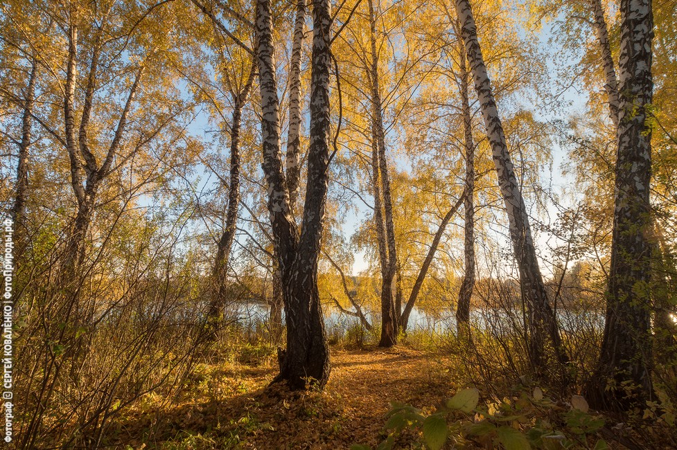 Фотография Золотая осень на закате в берёзовом лесу после изменений