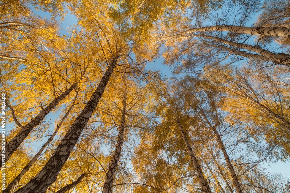 Фотография Золотая осень в лесу, вершины берёз на фоне неба после изменений