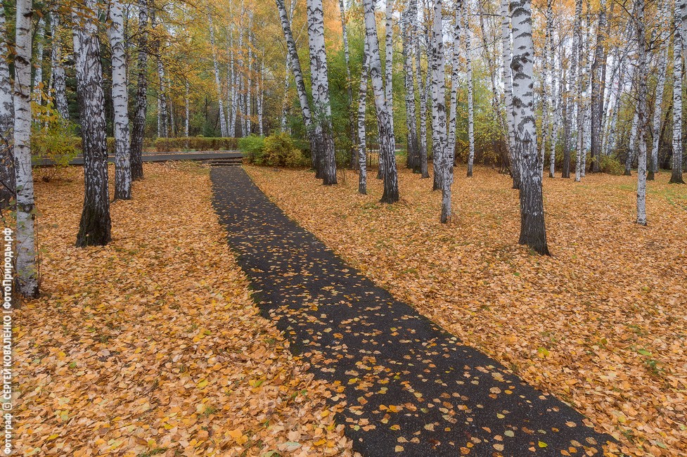 Фотография Опавшие листья на тротуаре в Университетской роще после изменений