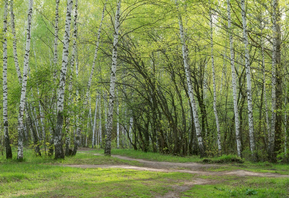 Фотография Весенний лес рядом со стадионом Политехник после изменений