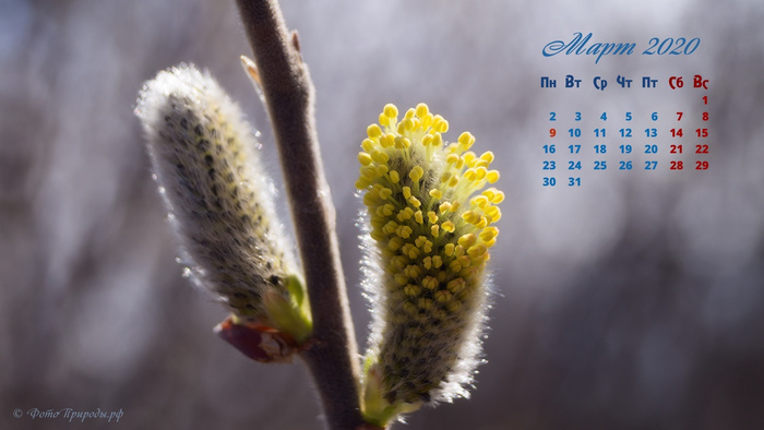 Календарь на март 2020 - Веточка цветущей вербы