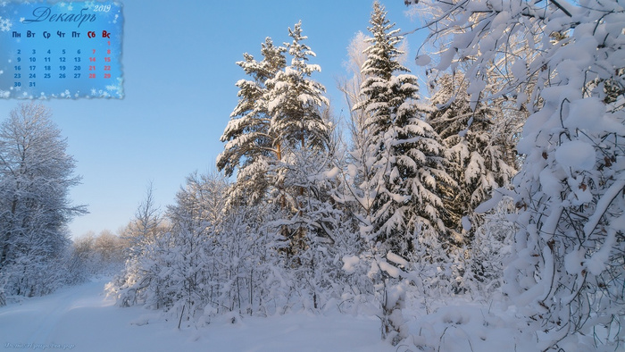 Календарь на декабрь 2019 - Ёлки в снегу