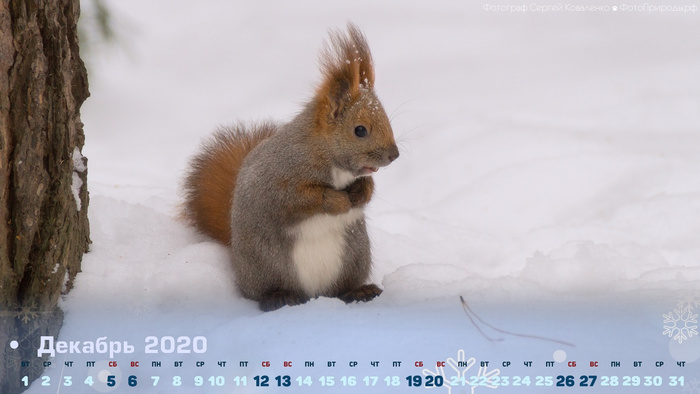 Календарь на декабрь 2020 - белочка на снегу