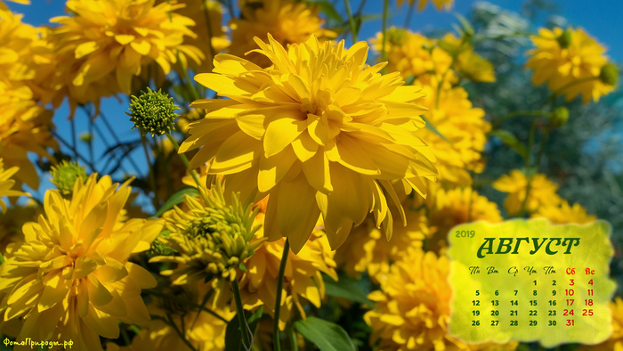 Календарь на август 2019 - «Золотой шар» в цвету, летние жёлтые цветы
